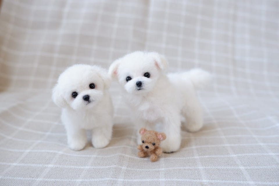 首を傾げた姿が愛くるしいマルチーズ。