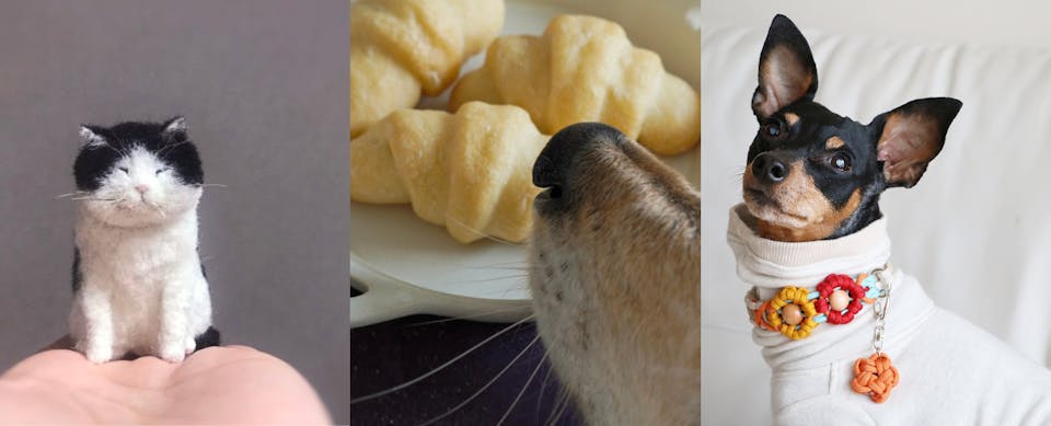 愛犬・愛猫との暮らしを豊かにするレッスン