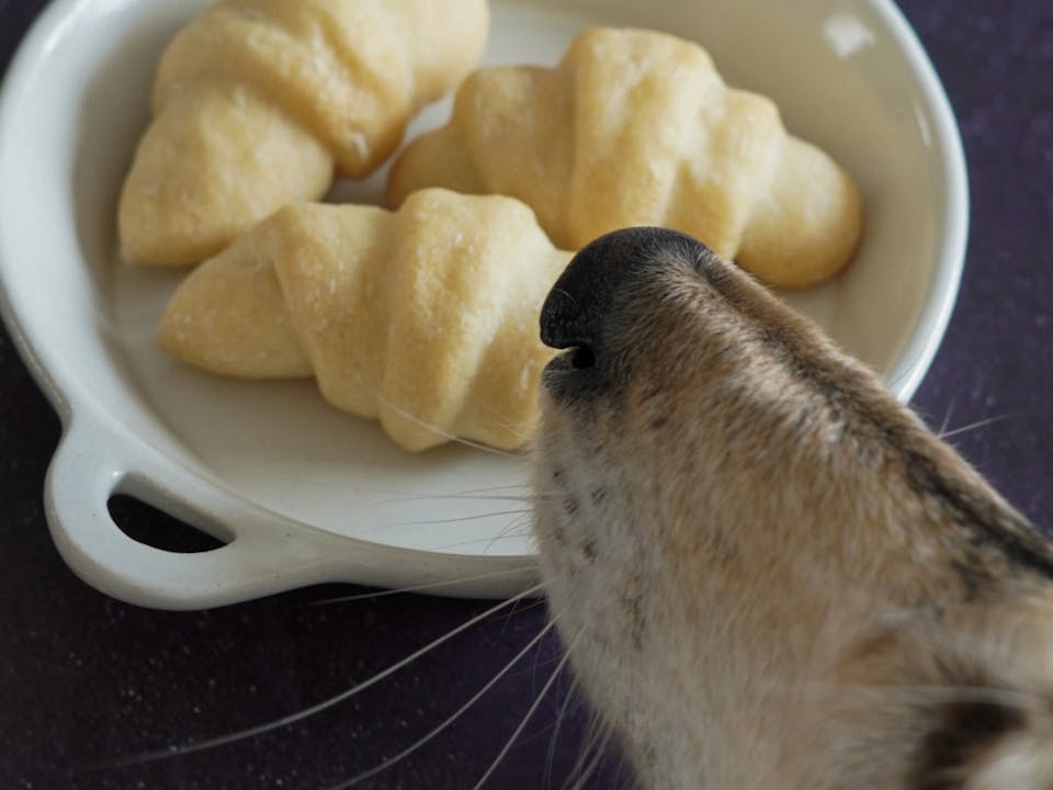 手作りパンで愛犬との絆を深めよう！初心者でも作れる簡単犬用パン作り講座