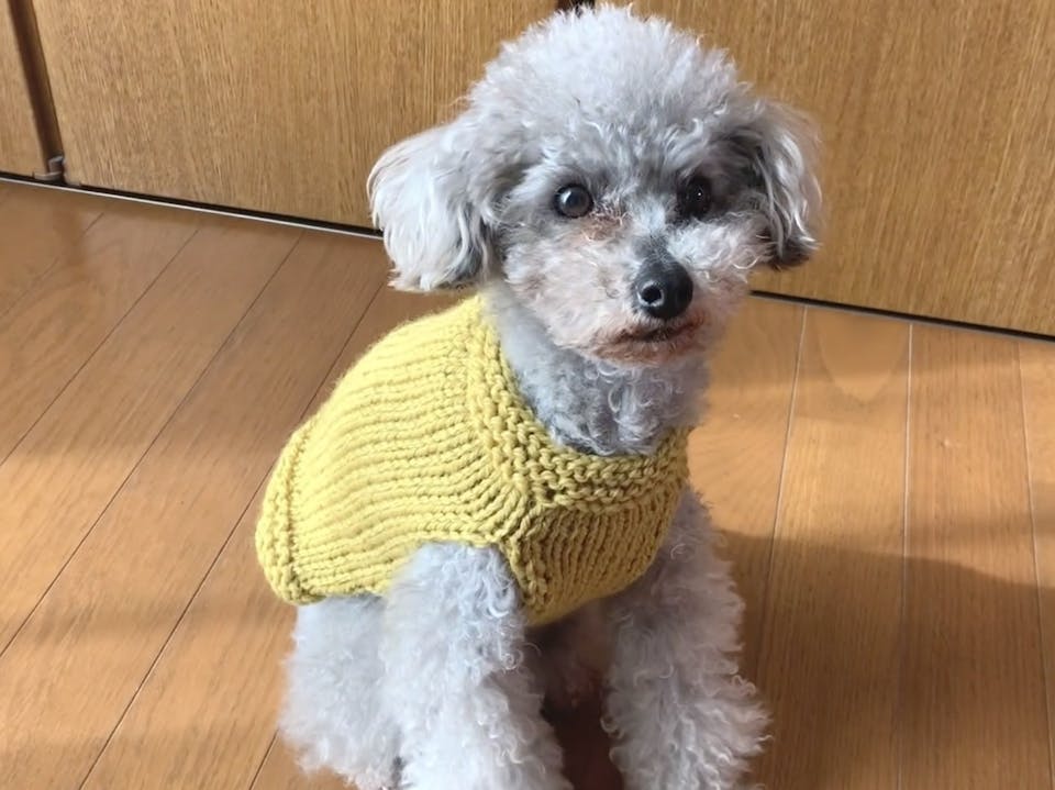 犬のための洋服作りが学べるレッスン2講座