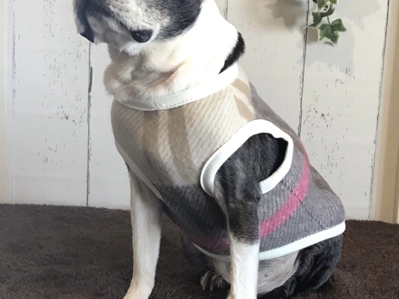 初心者でもできる】愛犬が心地よく過ごせる犬服の作り方 | FANTIST