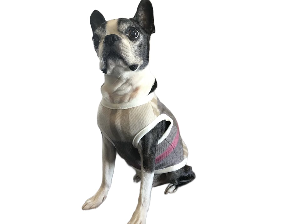 愛犬が快適に過ごせる手作り犬服は最高のプレゼント