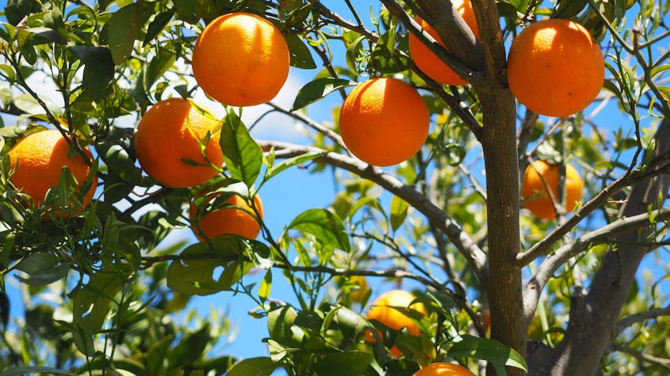 3．オレンジ・スィート