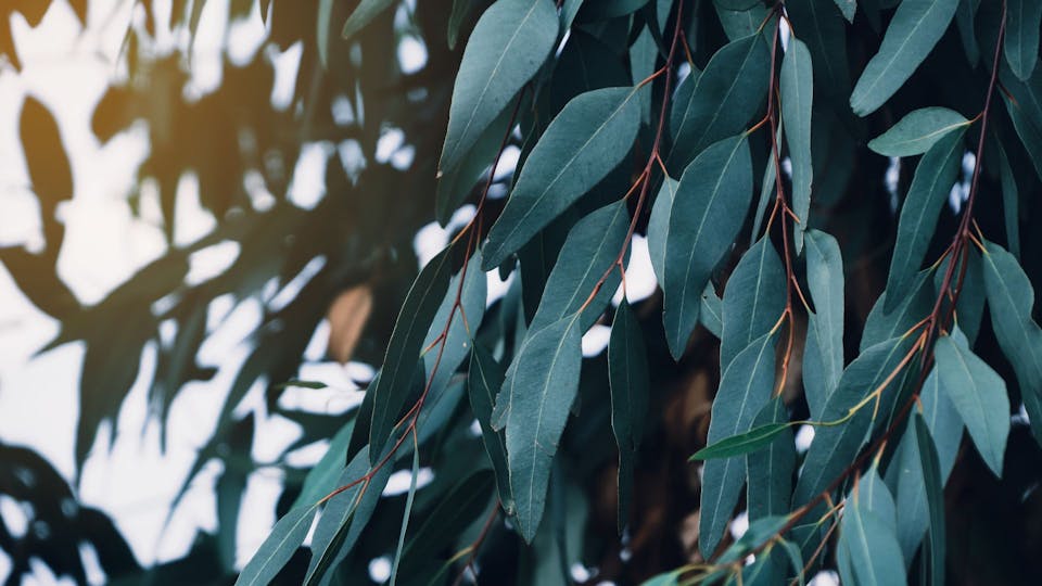 4．ユーカリ・ラディアタ