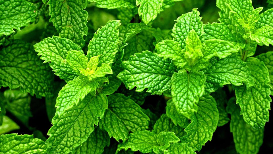 5．ペパーミント