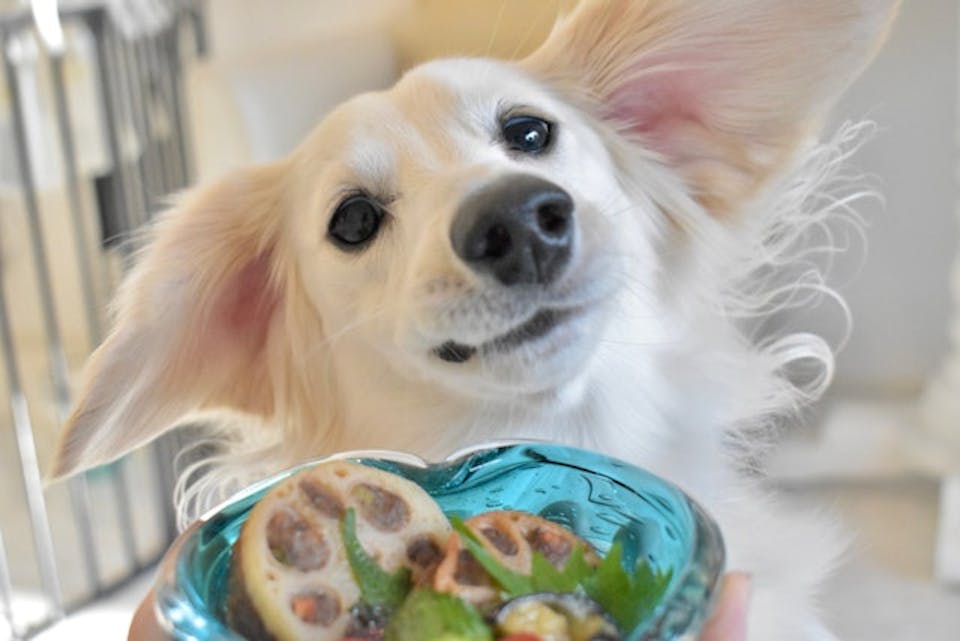 愛犬のための簡単手作りごはん講座