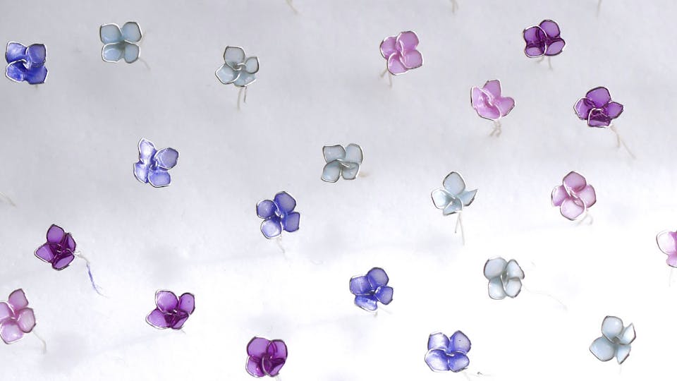 Dip art作家 四季「紫陽花のディップアートアクセサリー講座」