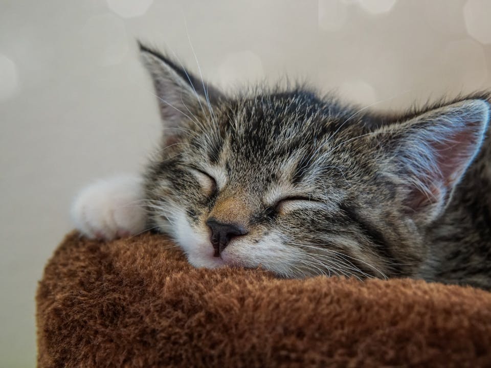 ◼︎猫をかわいく撮るための基本を知ろう