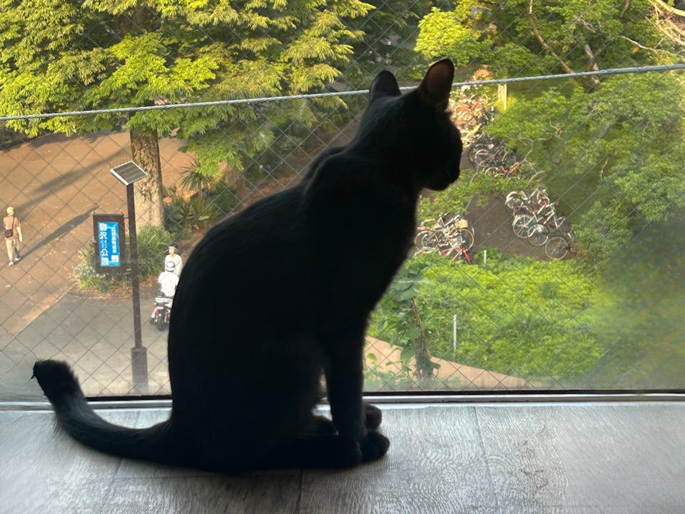 カメラマンに学ぶ！猫の撮影テクニック実践コース（スマホ撮影編）