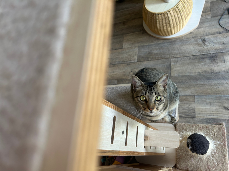 カメラマンに学ぶ!猫の撮影テクニック実践コース(スマホ撮影編)