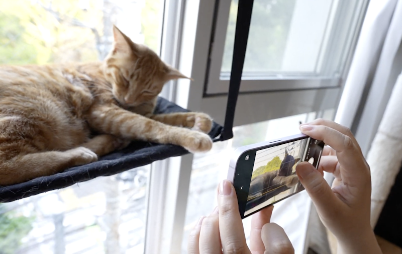 カメラマンに学ぶ!猫の撮影テクニック実践コース(スマホ撮影編)