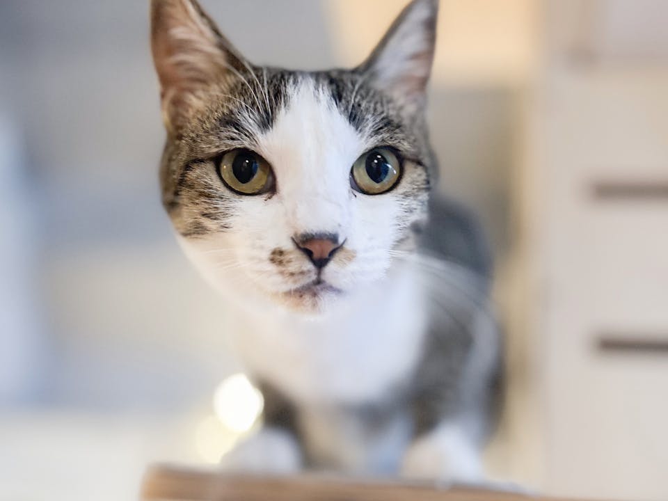 カメラマンに学ぶ！猫の撮影テクニック実践コース（スマホ撮影編）