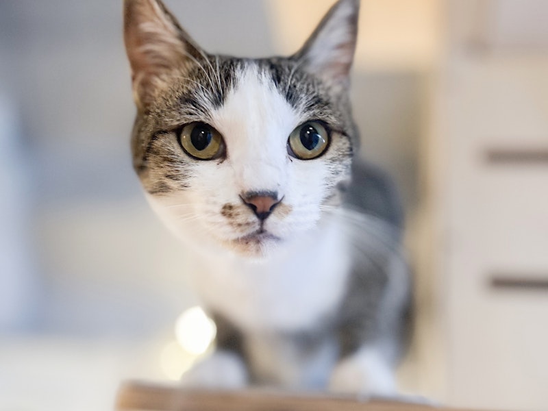 カメラマンに学ぶ!猫の撮影テクニック実践コース(スマホ撮影編)