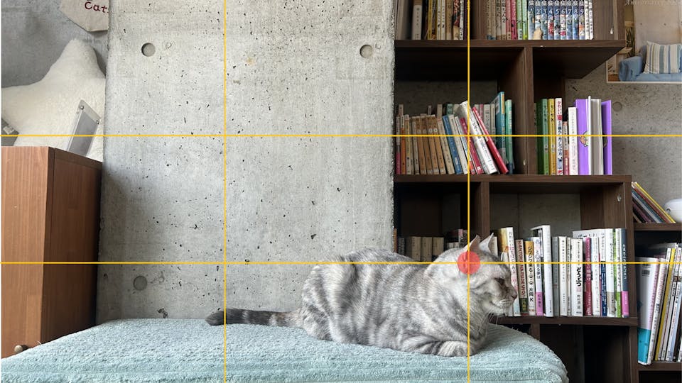 カメラマンに学ぶ！猫の撮影テクニック実践コース（スマホ撮影編）
