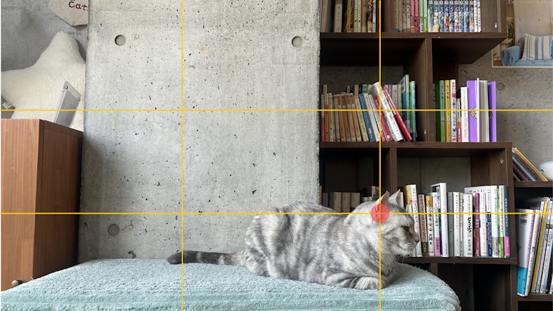 カメラマンに学ぶ!猫の撮影テクニック実践コース(スマホ撮影編)