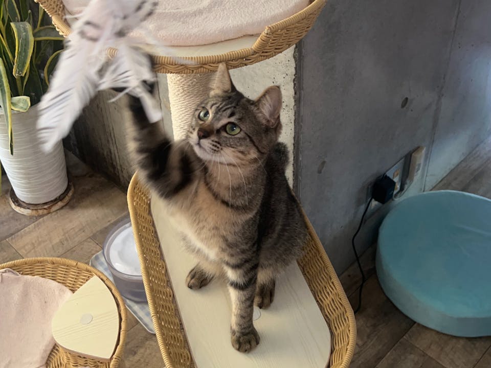 カメラマンに学ぶ！猫の撮影テクニック実践コース（スマホ撮影編）