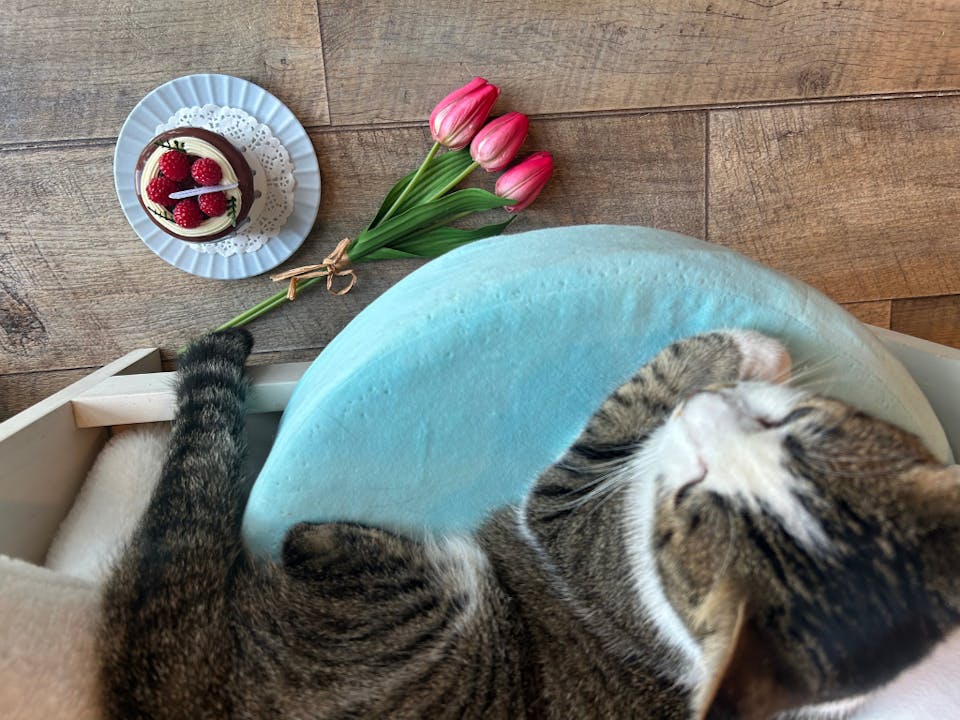 カメラマンに学ぶ！猫の撮影テクニック実践コース（スマホ撮影編）