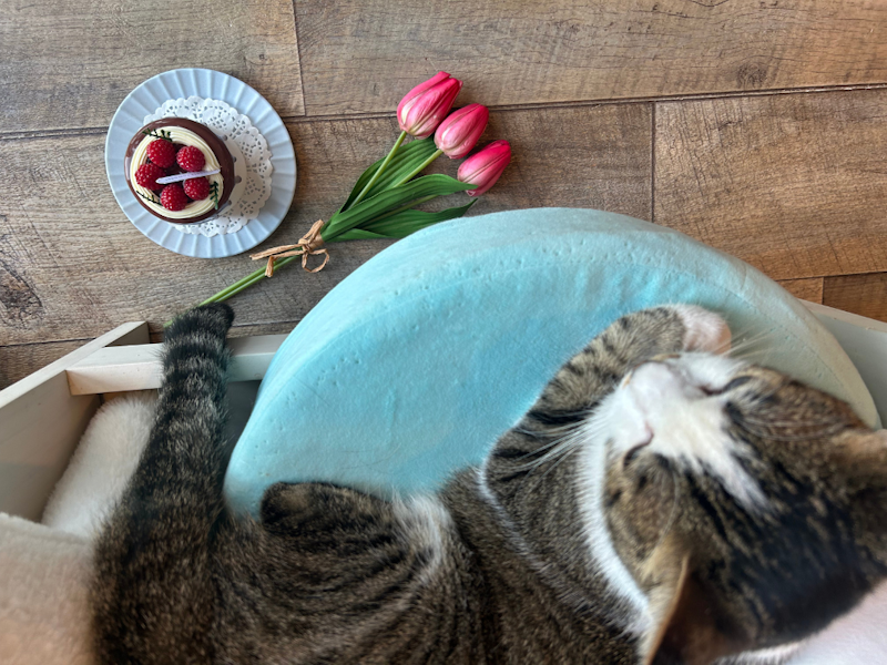 カメラマンに学ぶ!猫の撮影テクニック実践コース(スマホ撮影編)