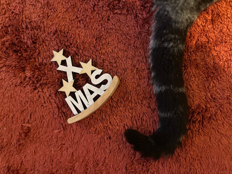 カメラマンに学ぶ！猫の撮影テクニック実践コース（スマホ撮影編）