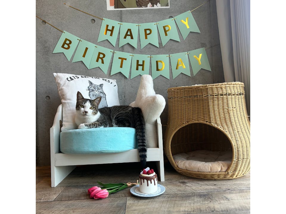 カメラマンに学ぶ！猫の撮影テクニック実践コース（スマホ撮影編）