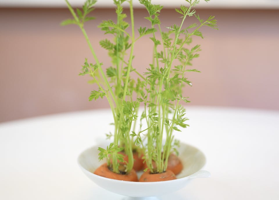 大橋明子「はじめてのキッチン菜園(リボベジ)入門コース」