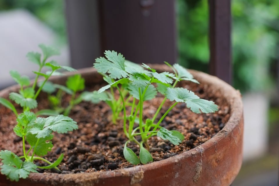野菜を育てる楽しみがある