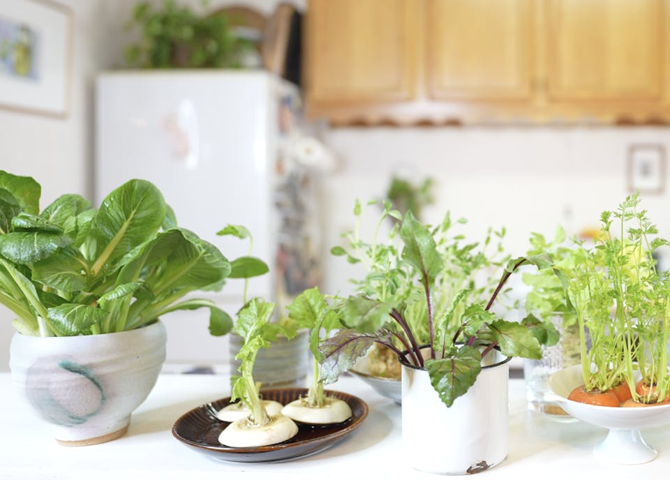 大橋明子「はじめてのキッチン菜園(リボベジ)入門コース」