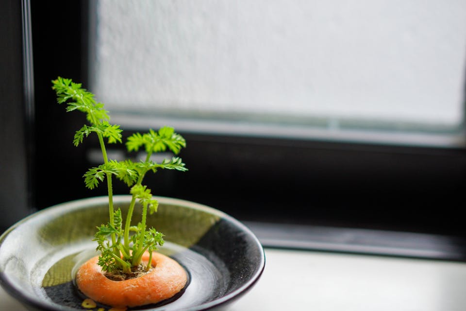 ニンジン｜難易度★☆☆