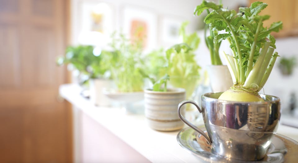 大橋明子「はじめてのキッチン菜園(リボベジ)入門コース」