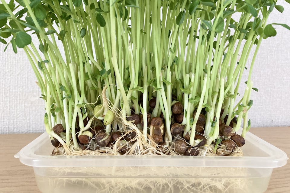 豆苗｜難易度★☆☆