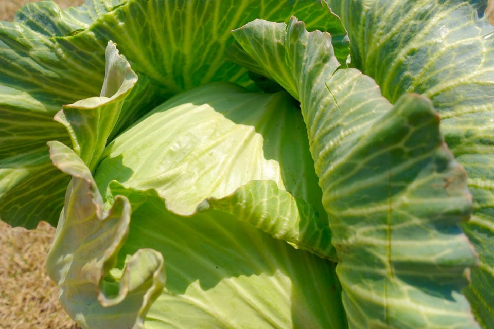 キャベツ｜難易度★★☆