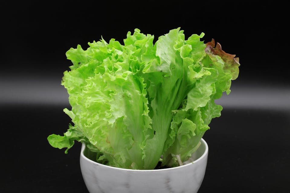 レタス｜難易度★★☆