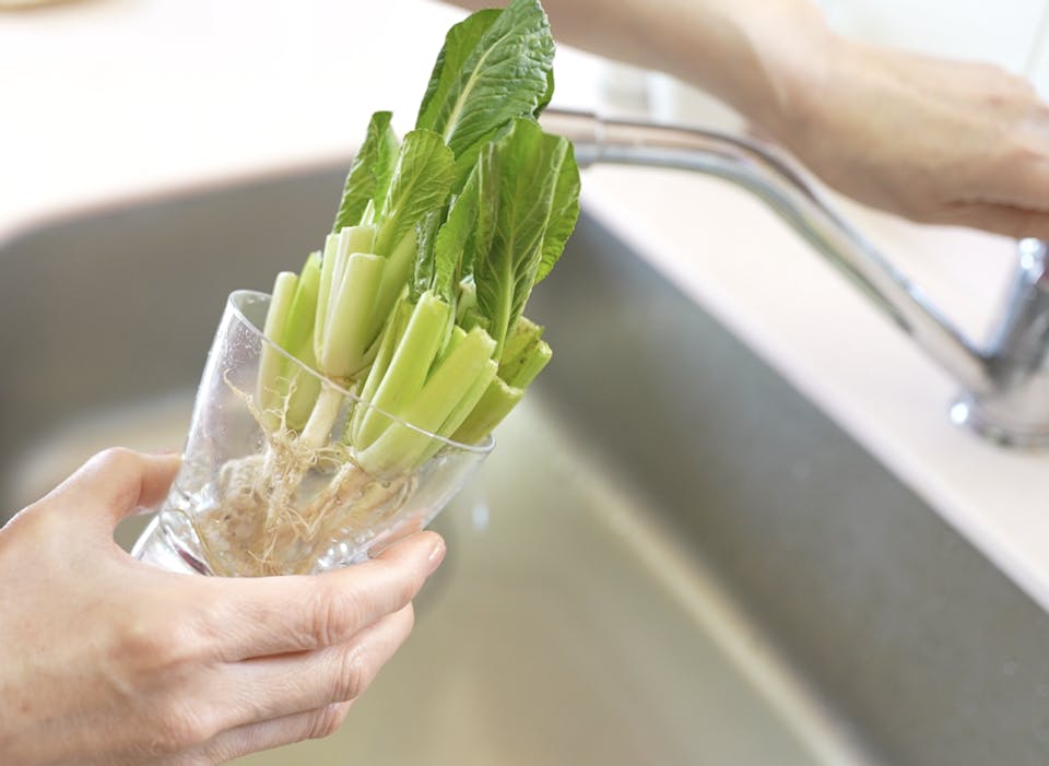 大橋明子「はじめてのキッチン菜園(リボベジ)入門コース」