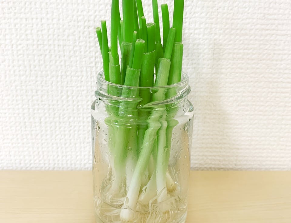 ネギ｜難易度★★☆