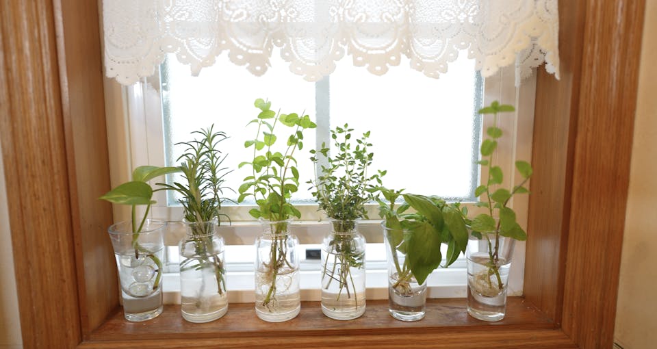 大橋明子「はじめてのキッチン菜園(リボベジ)入門コース」