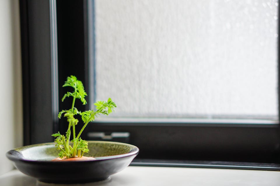 失敗を減らせる！再生栽培のコツ