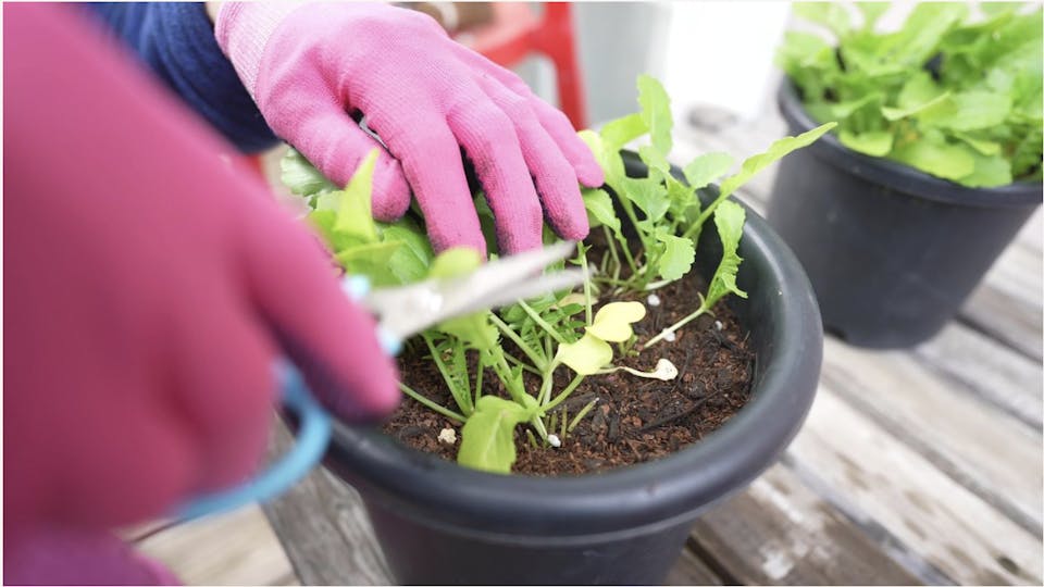 大橋明子「はじめてのキッチン菜園(リボベジ)入門コース」