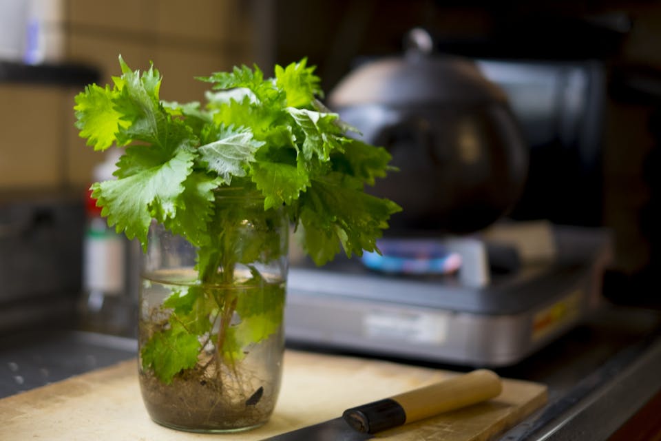 水の交換・量に注意！