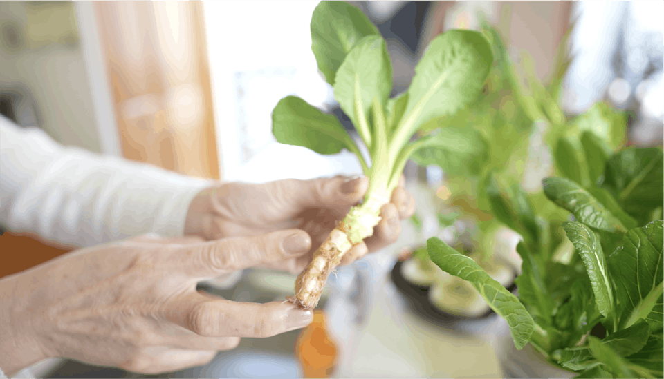 大橋明子「はじめてのキッチン菜園(リボベジ)入門コース」