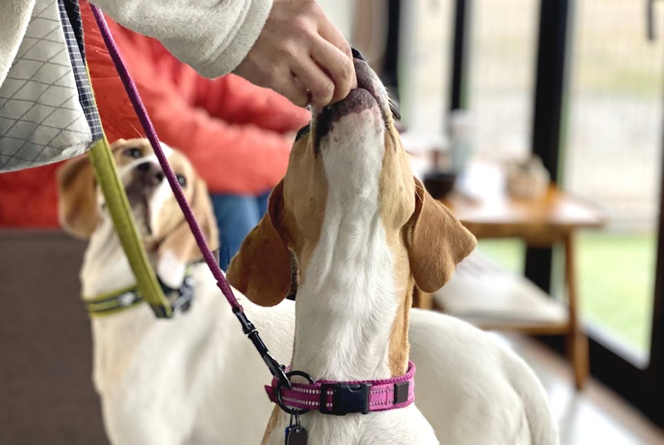 手作り犬ご飯に必要な栄養素・摂取量はどのくらい？