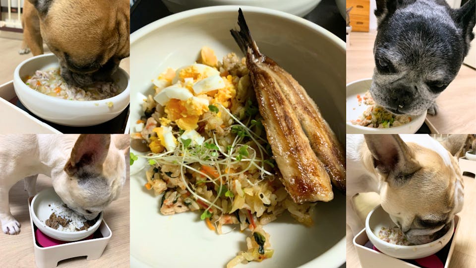 一平 竜也「はじめての簡単ペット薬膳入門講座」