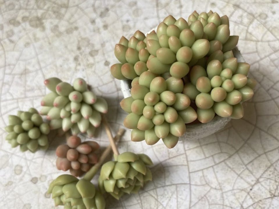 樹脂粘土で作る多肉植物の魅力