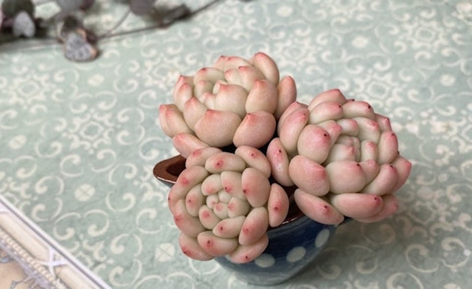 poncotage「多肉粘土職人poncotageが教える！粘土多肉の初級レッスン」 