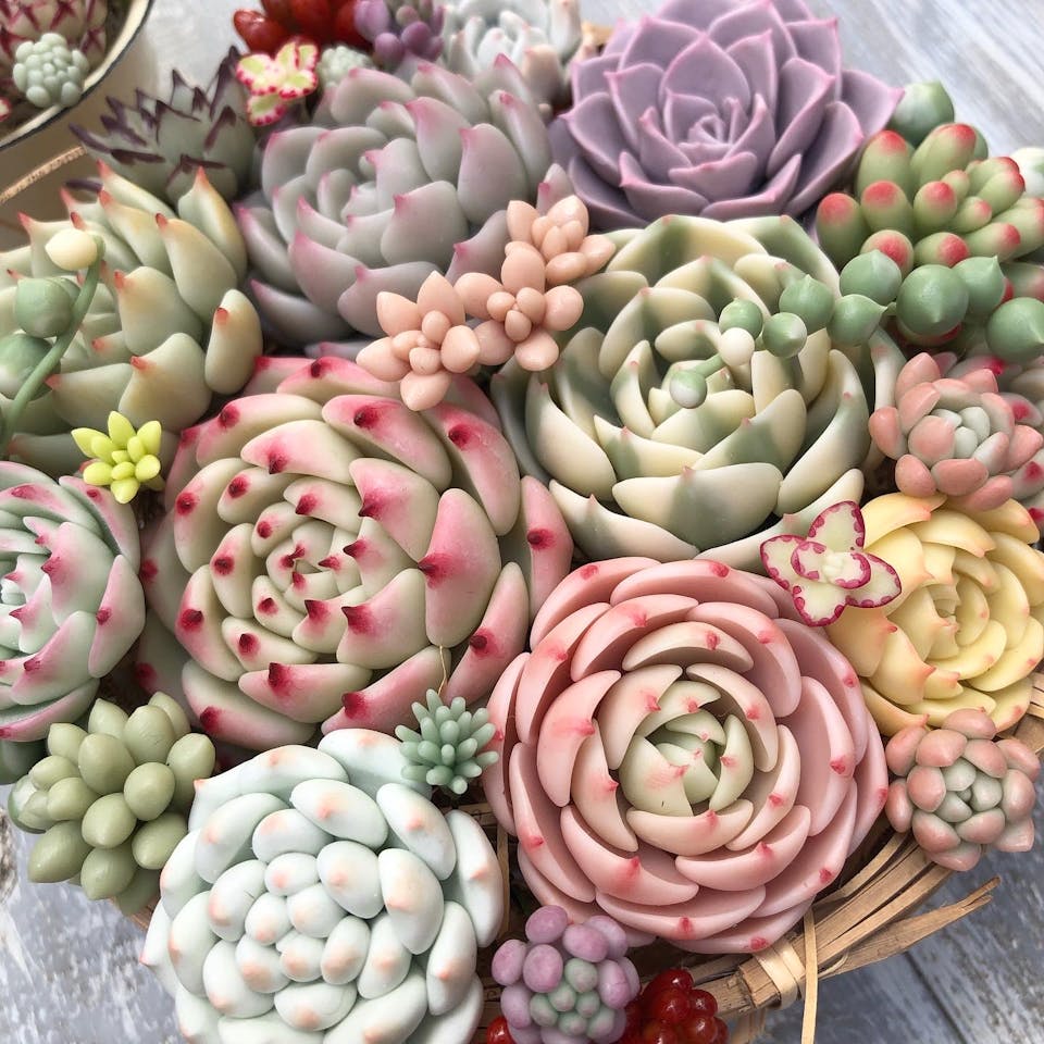 Fukuさん専用多肉樹脂粘土 lbs4398_p32_main_0_1671630491.jpeg