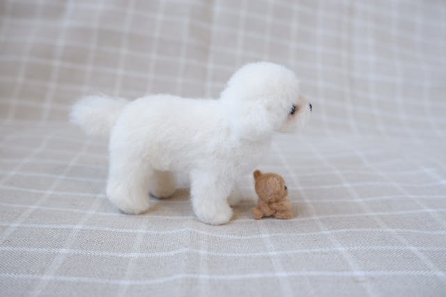 子犬マルチーズ作りに挑戦してみませんか？のイメージ画像