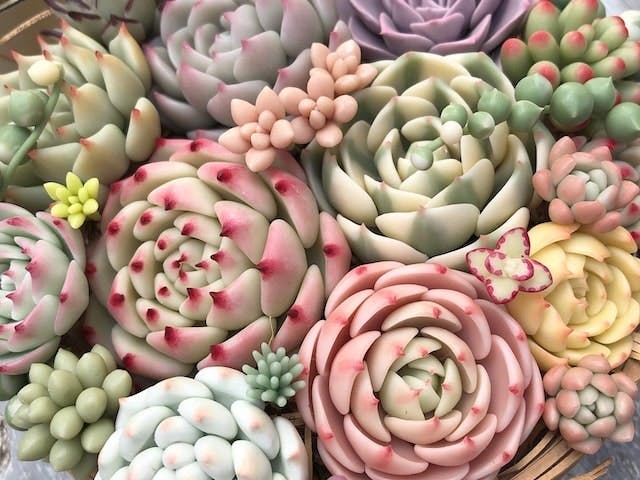 樹脂粘土でつくる多肉植物のイメージ画像