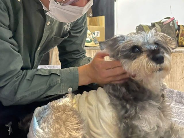 注目の「ドックマッサージ」とは？のイメージ画像