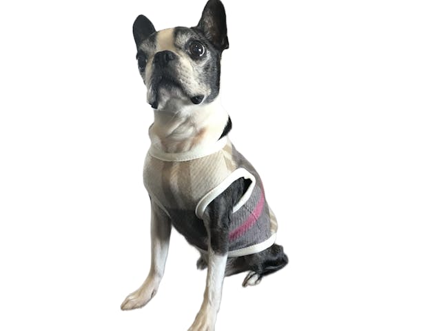 愛犬のための手づくりお洋服の魅力のイメージ画像