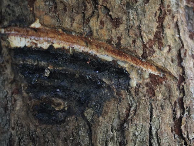 漆かぶれについてのイメージ画像