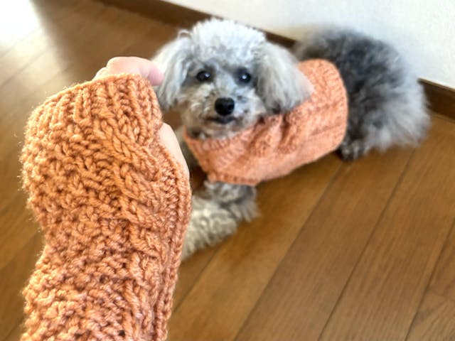 「愛犬のニット」と「ハンドウォーマー」作りに挑戦のイメージ画像